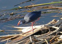 10 13-11-2008 Purple Gallinule Quinta de Lago.jpg