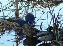 19 13-11-2008 Purple Gallinules Quinta de Lago.jpg