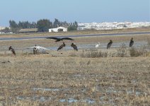 81 16-11-2008 Black Storks Isla Mayor Donana.jpg