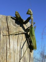 90a 16-11-2008 Praying Mantis Casas Bombas Donana.jpg