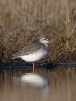 Spotted Redshank 7475 07-12-08 BF640.jpg