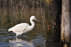 Little Egret.jpg