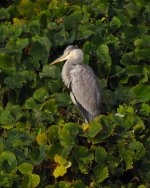 Grey Heron.jpg