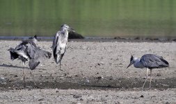 grey herons nik20mm sw30x D90_DSC0152.jpg