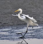 intermediate egret nik20mm sw20x D90_DSC0426.jpg