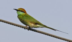 164 Asian Green Bee-eater 001.jpg