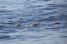 234 Shearwaters Tarrafal Bay Boat Trip.jpg