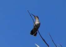 Dusky Hummingbird P1030425.JPG