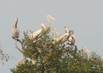 Spot-billed Pelicans 733 Crop.JPG