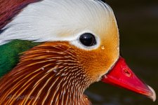 Mandarin-(25)-fbook.jpg