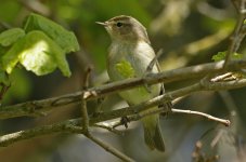 Common Chiffchaff 003.jpg