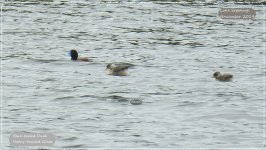 BF Blue-billed duck, Hoary-headed Grebe.jpg