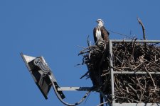 DSC04018 Osprey @ Mowbray Park bf.jpg