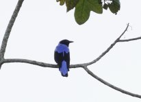 Asian Fairy-Bluebird.jpeg