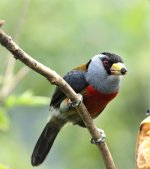 Toucan barbet2.jpg