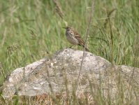 2 rock pipit  43.JPG