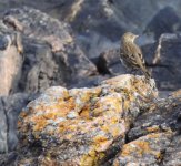 3 proper rock pipit   9.JPG