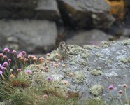 4 lichen pipit 79.JPG