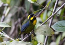mmz gold ringed tanager.JPG