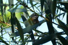 madeira firecrest.JPG