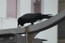 crow3.jpg