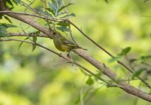 greenfinch.jpg