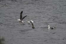 20240428 - Black-backed gull trio at the reservoir.jpg