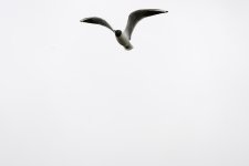 20240428 - Black-headed Gull at the reservoir.jpg