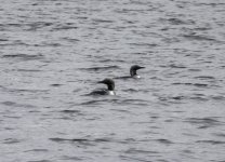 20240428 - Black-throated Diver pair at the reservoir.jpg