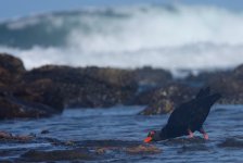 DSC04229 Sooty Oystercatcher @ Long Reef bf.jpg