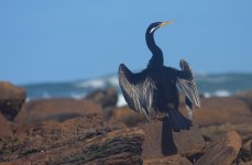 DSC04203 Australasian Darter @ Long Reef bf.jpg