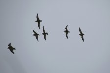 Golden Plover Flock in flight (19.01.13).jpg