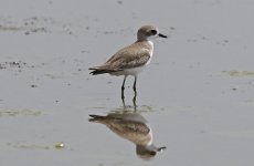 063 Lesser Sandplover 008.jpg