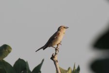 0903 Yellow-throated Sparrow.jpg