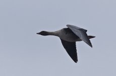 Pink-footed Goose 006.jpg