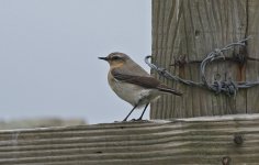 Wheatear 003.jpg