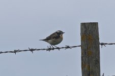 Whinchat 002.jpg