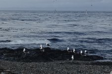 Kelp Gull 12.3.2018 Punta Arenas DSC02569P.jpg