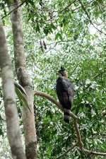 Ornate Hawk-Eagle Spizaetus ornatus Tikal-02735.jpg