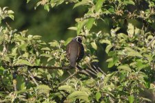 California Quail 2024-05-02.JPG