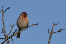 House Finch 2024-05-02.JPG