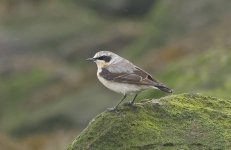 Wheatear 03.jpg