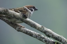 20240506 - Tree Sparrow on a branch .jpg
