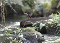 indigo-banded kingfisher.JPG