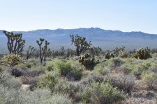 Joshua Tree Woodland 2024-05-07.JPG