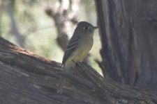 Western Flycatcher  2024-05-07.JPG