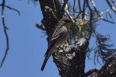 Western Wood Pewee 2024-05-07.JPG