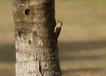 grey woodpecker.JPG