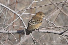 Blue Grosbeak 2024-05-08.JPG