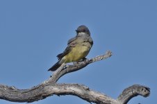 Cassin's Kingbird  2024-05-09 b.JPG